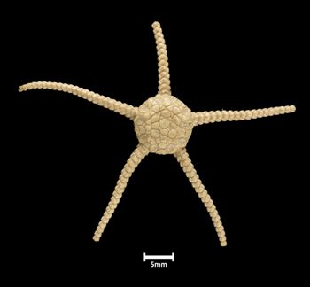 Media type: image;   Invertebrate Zoology OPH-332 Description: Top down view of single specimen with a scale bar.;  Aspect: dorsal